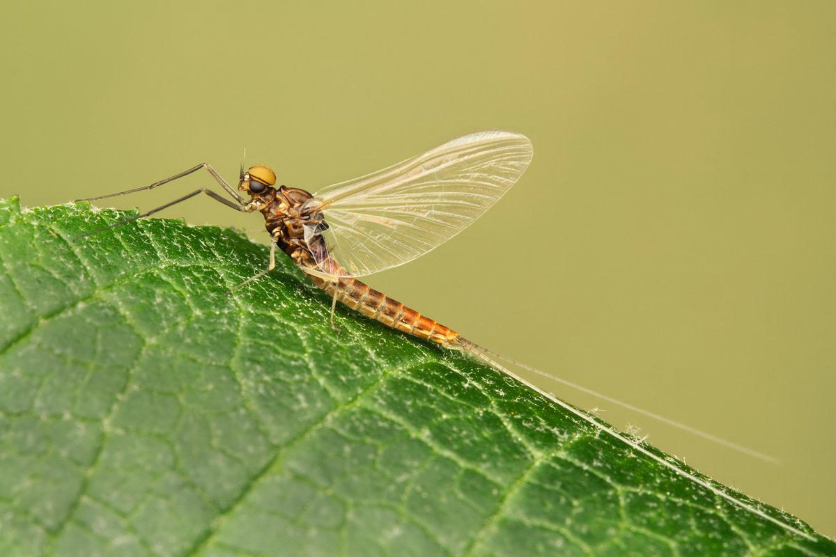 Mayfly 1